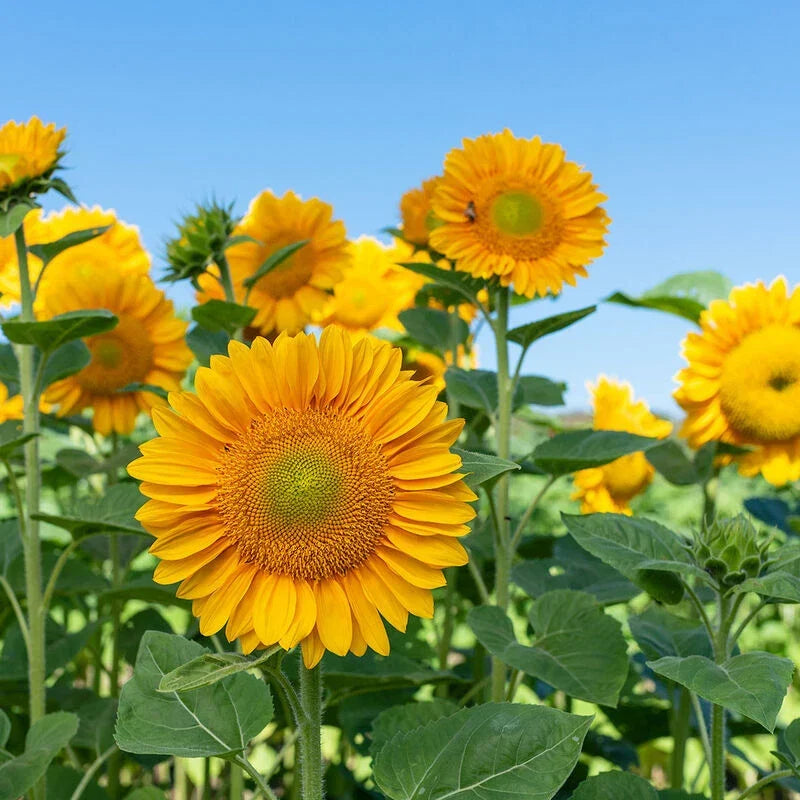 Sunflower Seeds - Pro Cut Gold Variety - Helianthus annuus - Open-Pollinated, Non-GMO, Large Yellow Blooms, Easy to Grow