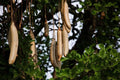 Sausage Tree Seeds - Kigelia africana Exotic Tree Seeds for Gardening and Landscaping - 10 Pack