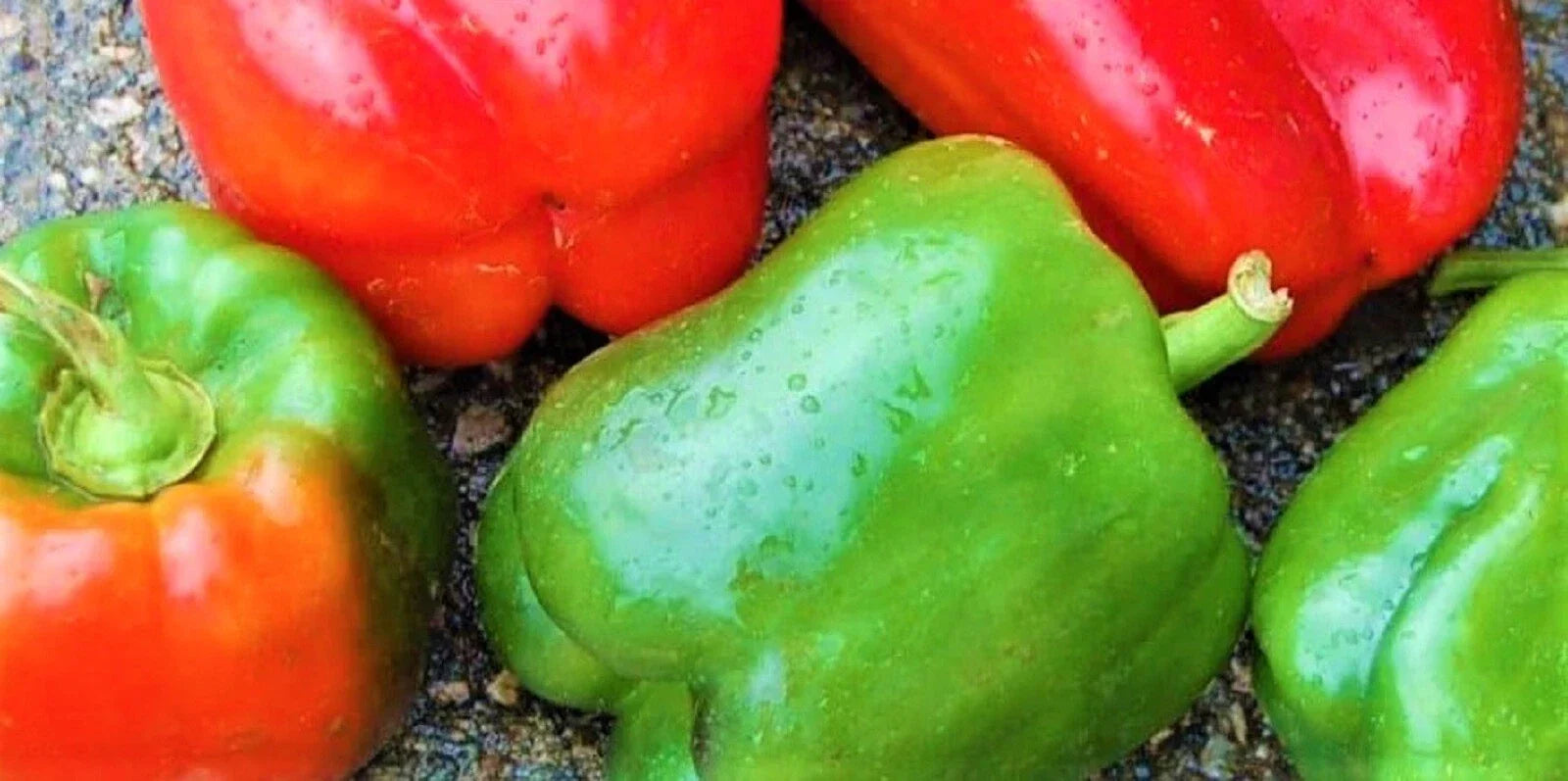 California Wonder Pepper Seeds - Non-GMO Capsicum annuum Sweet Bell Pepper Seeds, 100+ Packets for Home Garden, Container Gardening