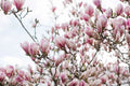 Unrooted Magnolia Cuttings - Saucer Pink Magnolia (Magnolia x soulangeana) - Garden Plant Propagation Material
