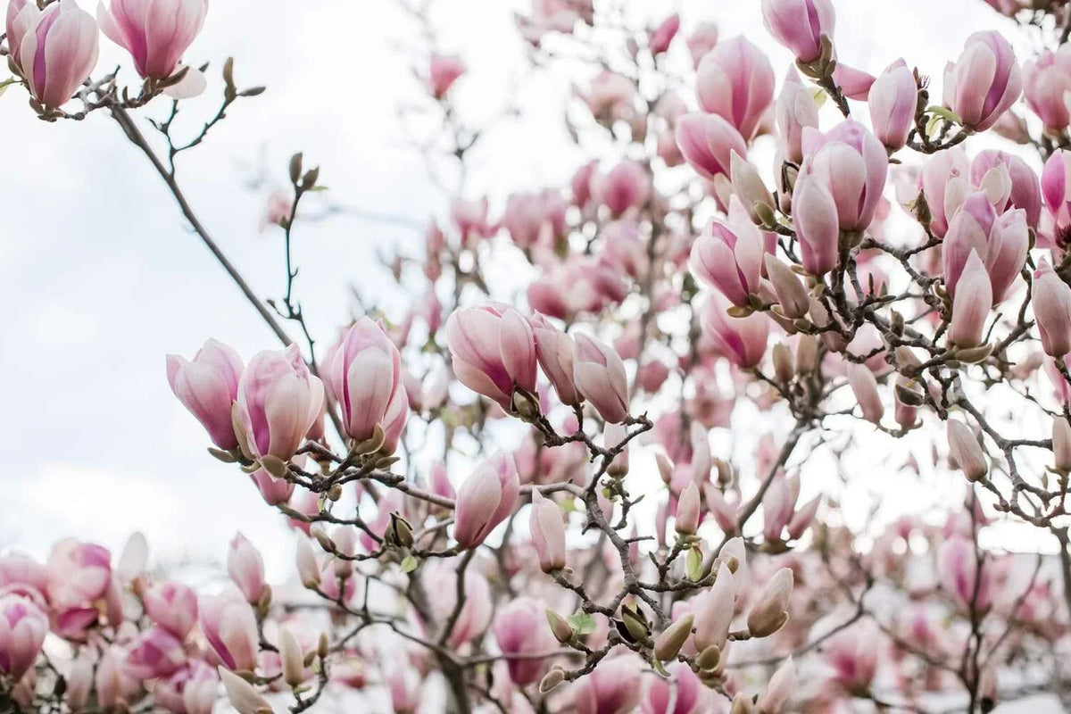 Unrooted Magnolia Cuttings - Saucer Pink Magnolia (Magnolia x soulangeana) - Garden Plant Propagation Material