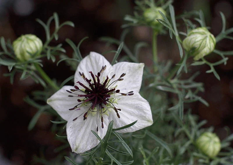 Black Cumin Seeds, Roman Coriander Seeds, Nigella sativa, Culinary Spice, Herb Garden, Non-GMO, 100 Pack