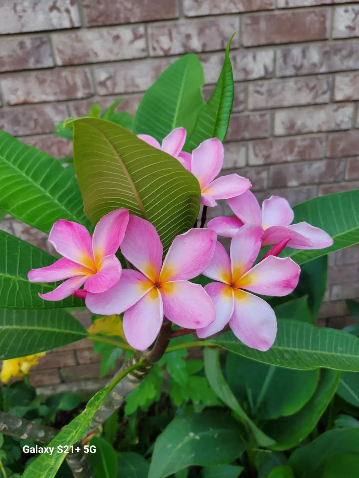 Pink Plumeria Plant Seedling - Tropical Frangipani with Fragrant Pink Flowers - Plumeria rubra Live Garden Plant
