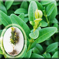 Green Mountain Boxwood Live Plant 10" - Buxus sempervirens, Evergreen Shrub for Landscaping & Gardens