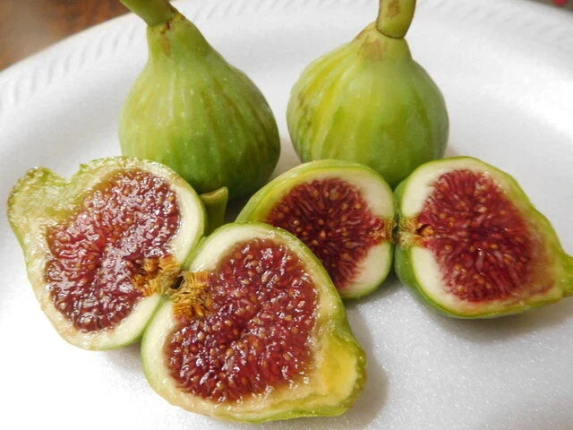 Vasillika Sika Fig Tree Cuttings – 15 Rooting Stem Cuttings Ficus carica for Propagation
