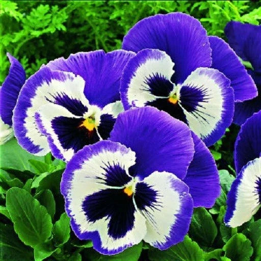 Pansy Seeds 50 Pack - Blue Mariner Viola tricolor Annual Flower for Garden, Containers & Borders