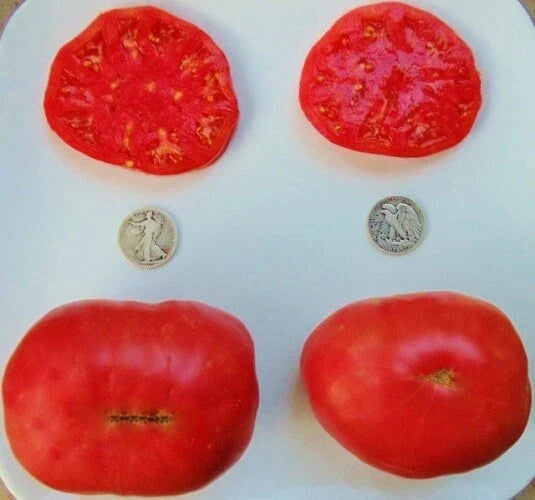 Ponderosa Pink Heirloom Tomato Seeds – Non-GMO Organic, 25 Seeds, Solanum lycopersicum, Large Pink Juicy Fruits, Vegetable Garden Plant
