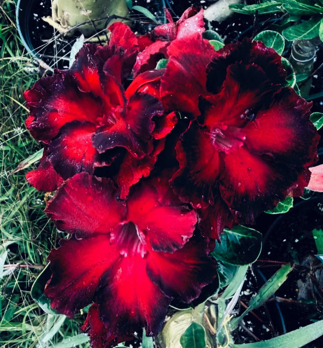 Black Swan Desert Rose Plant - Small Rooted Seedling Adenium Obesum with Dark Burgundy Flowers