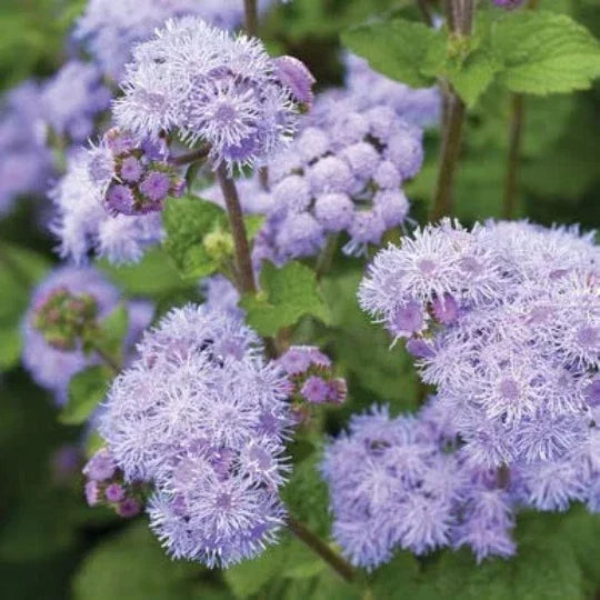 Ageratum Seeds 500 Blue Houstonianum Flower Seeds for Planting, Blue Variety, Fluffy Blue Flowers