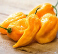 Fresh Sweet Yellow Habanero Pepper Seeds - Capsicum chinense, 20 Premium Seeds for Salsas, Sauces, Culinary Use