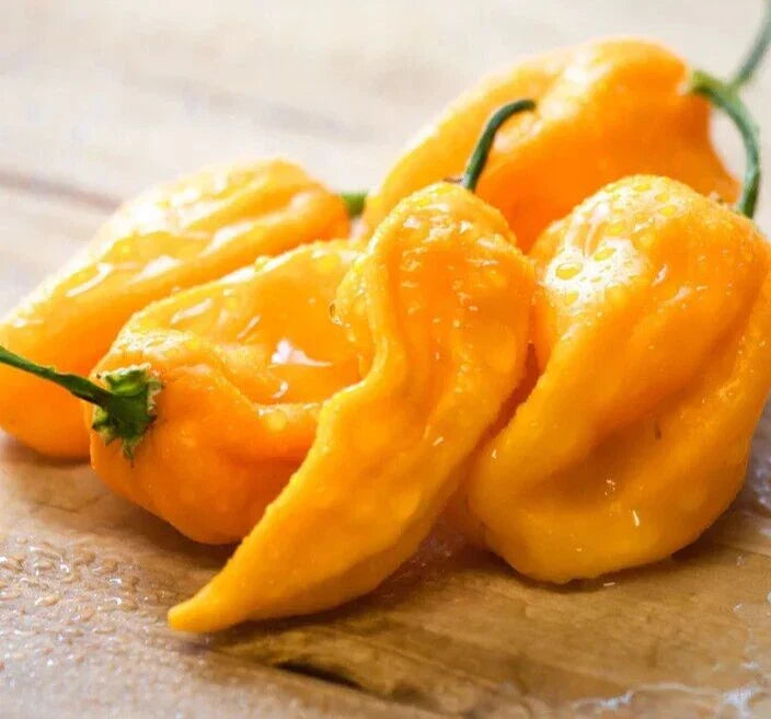 Fresh Sweet Yellow Habanero Pepper Seeds - Capsicum chinense, 20 Premium Seeds for Salsas, Sauces, Culinary Use