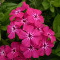 Gisele Hot Pink Phlox Seeds - Perennial Flower Seeds for Garden Planting - Phlox paniculata - 100+ Seeds