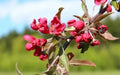 Crimson Cascade Crabapple Seeds - 25+ Premium Malus 'Crimson Cascade' for Garden Planting, Pink Flowers, Attractive Fruit