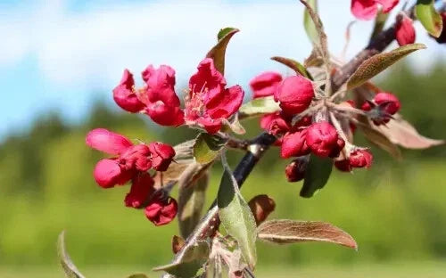 Crimson Cascade Crabapple Seeds - 25+ Premium Malus 'Crimson Cascade' for Garden Planting, Pink Flowers, Attractive Fruit