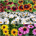 Mixed Color Coneflower Seeds - 1,000 Pack - Echinacea purpurea Perennial Flowers for Garden, Pollinator Attracting, Easy to Grow