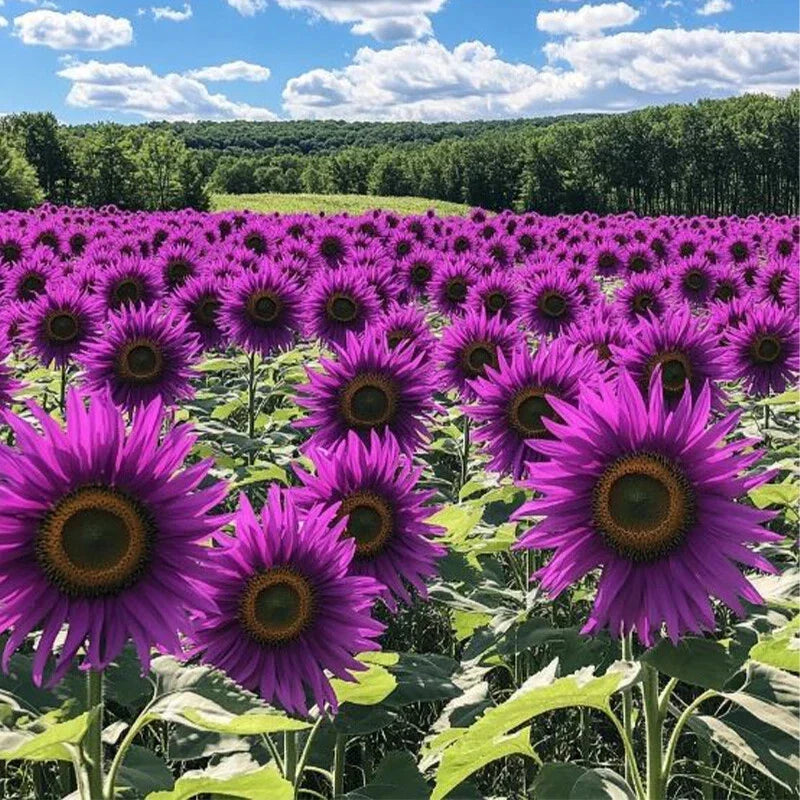 Violet Glow Sunflower Seeds - 50pcs Helianthus annuus Rare Purple Flower Bed Plant Pack