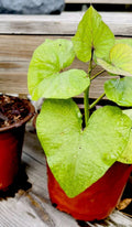 Okinawa Sweet Purple Potatoes - Full Rooted, Khoai Lang TÃ­m Nháº­t, Ready to Plant, Ipomoea batatas