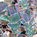 Kalanchoe fedtschenkoi Lavender Scallops Succulent Plant - Indoor Houseplant, Drought Tolerant, Low Maintenance