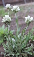 Pussytoes Wildflower Seeds 50 Pack, Antennaria plantaginifolia, Perennial Ground Cover, Native Wildflower Seeds