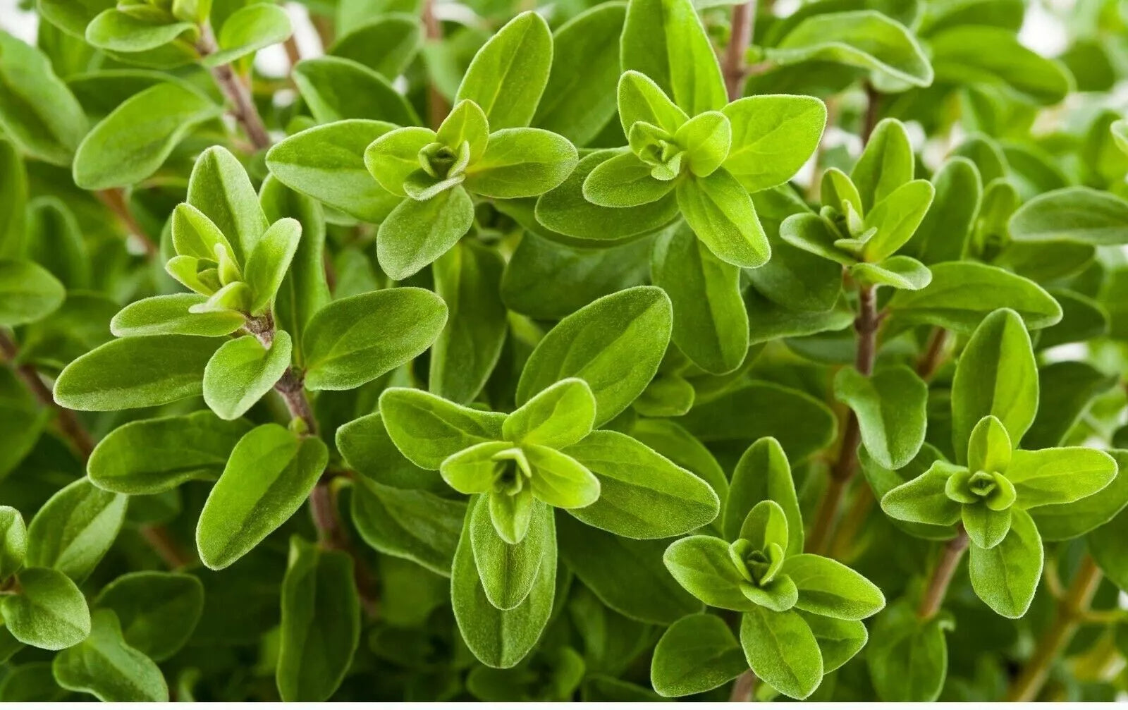 Sweet Marjoram Seeds - 1000+ Count - Perennial Herb for Garden & Culinary Use - Majorana hortensis