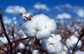 White Cotton Seeds - 100 Non-GMO Gossypium hirsutum for Home Gardens, Crafts & Education