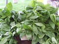 Licorice Basil Seeds - 225 Rare Scented Culinary Herb Seeds - Ocimum basilicum var. licorice