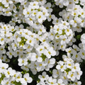 Rock Cress Seeds - 1000+ Non-GMO White Flower Perennial for Rock Gardens - Arabis caucasica