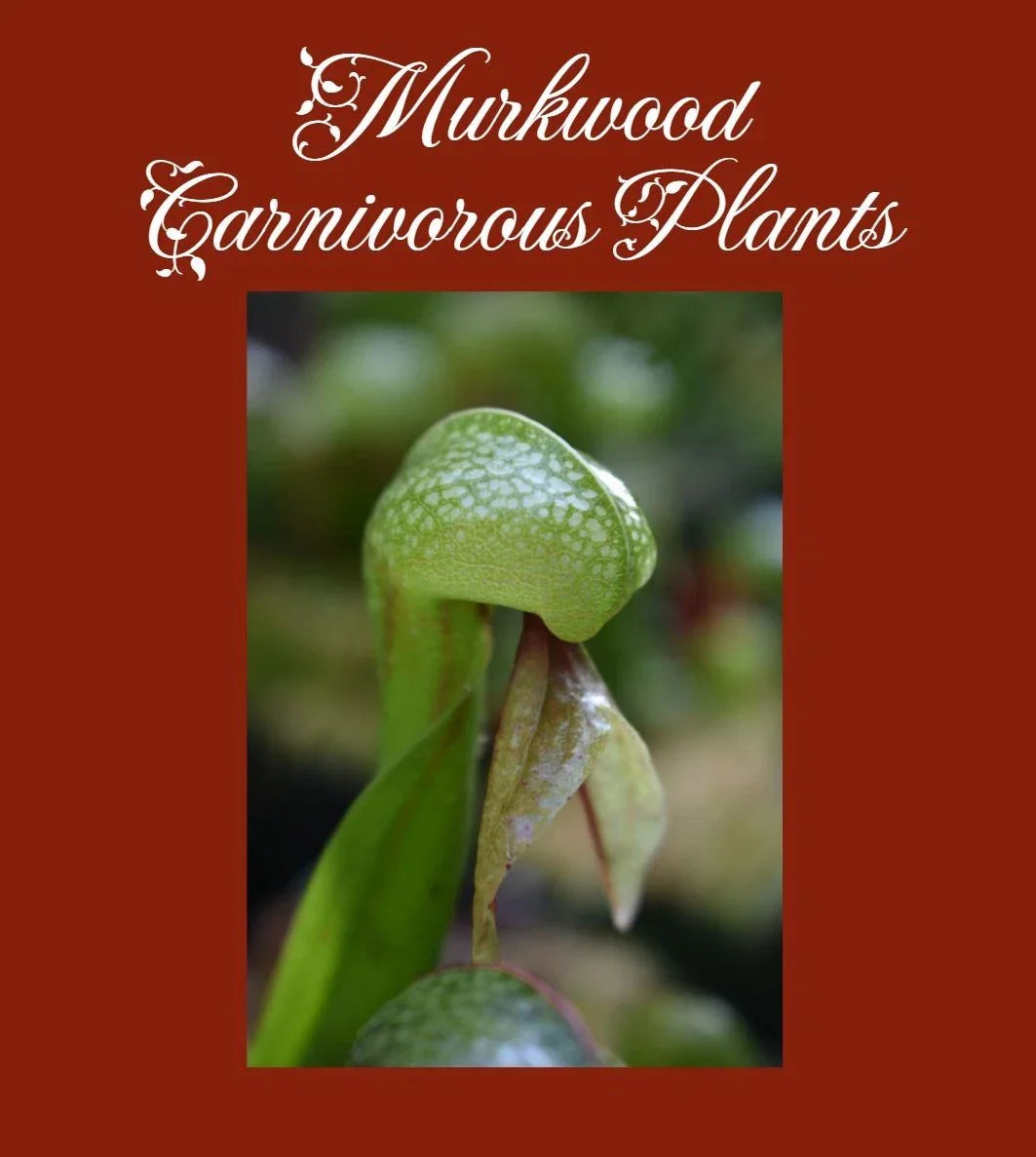 Large Darlingtonia californica Cobra Lily - Live Carnivorous Pitcher Plant in 4-Inch Pot