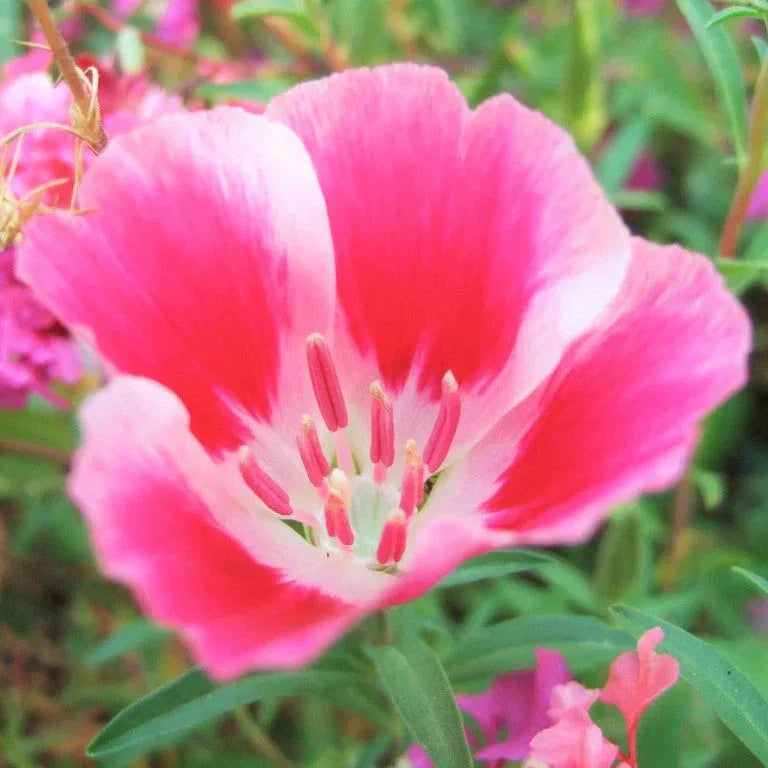 Godetia Seeds - 1000+ Count Farewell to Spring Clarkia amoena Annual Flowers for Garden, Borders, Containers