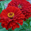 Zinnia Flower Seeds - 100+ Red Annual Garden Seeds - Bright Colorful Blooms - Zinnia elegans