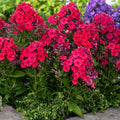 Red Riding Hood Phlox Seeds - Creeping Groundcover, Bright Red Flowers, Phlox subulata, 100+ Seeds for Garden Planting