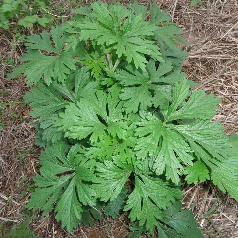 Mugwort Seeds - Non-GMO Artemisia vulgaris Herb Seeds for Culinary, Tea & Crafting | Organic Garden Seeds