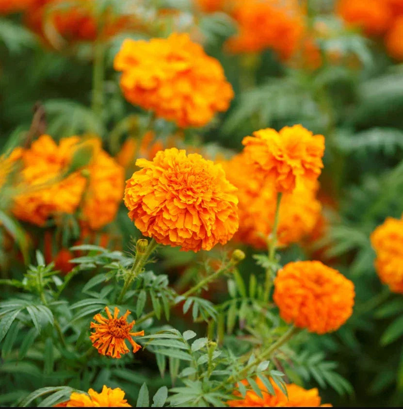 African Marigold Seeds - Mandarin Orange Double, Non-GMO, Tagetes erecta, Bright Orange Flowers, 100 Seeds