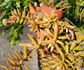 Assorted Rooted Succulent Cactus Plants Set of 5 - Indoor Outdoor Garden Starter Live Plants