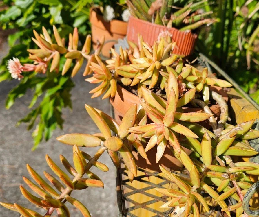 Assorted Rooted Succulent Cactus Plants Set of 5 - Indoor Outdoor Garden Starter Live Plants