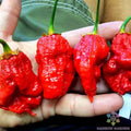 7 Pot Bubble Gum Pumpkin Red Hot Pepper Seeds – Capsicum chinense, Heirloom, Gourmet, Spicy, Full Sun, 25+ Seeds