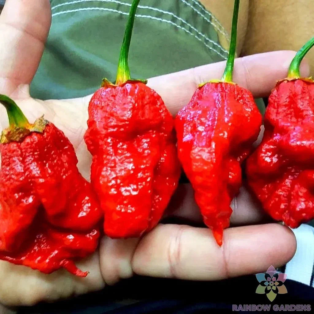 7 Pot Bubble Gum Pumpkin Red Hot Pepper Seeds – Capsicum chinense, Heirloom, Gourmet, Spicy, Full Sun, 25+ Seeds