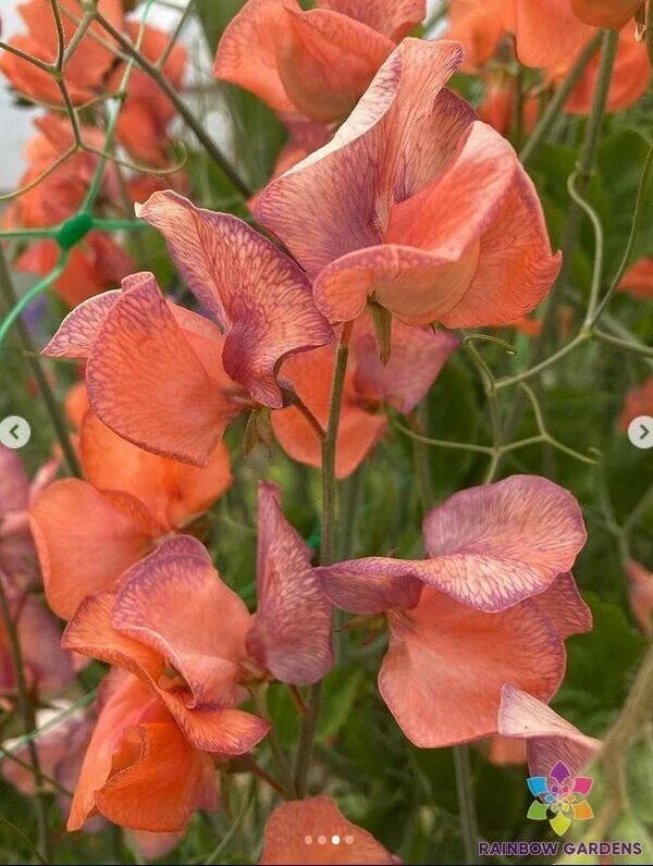 Blue Vein Sweet Pea Seeds - Lathyrus odoratus, Climbing Flowering Vine, Blue & Purple Blooms, Garden Planting, 50 Seeds