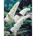 Butterfly Bush Live Plant 6+ Inches White Profusion Buddleia davidii Fragrant, Deer Resistant, Pollinator-Friendly