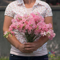 Sweet Pea Seeds – 50+ Pink Diana Lathyrus odoratus Garden Seeds for Climbing Vines & Pollinator Attraction