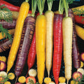 Rainbow Blend Carrot Seeds – Non-GMO Vegetable Seeds, Colorful Daucus carota, 300+ Pack for Home Gardens & Containers