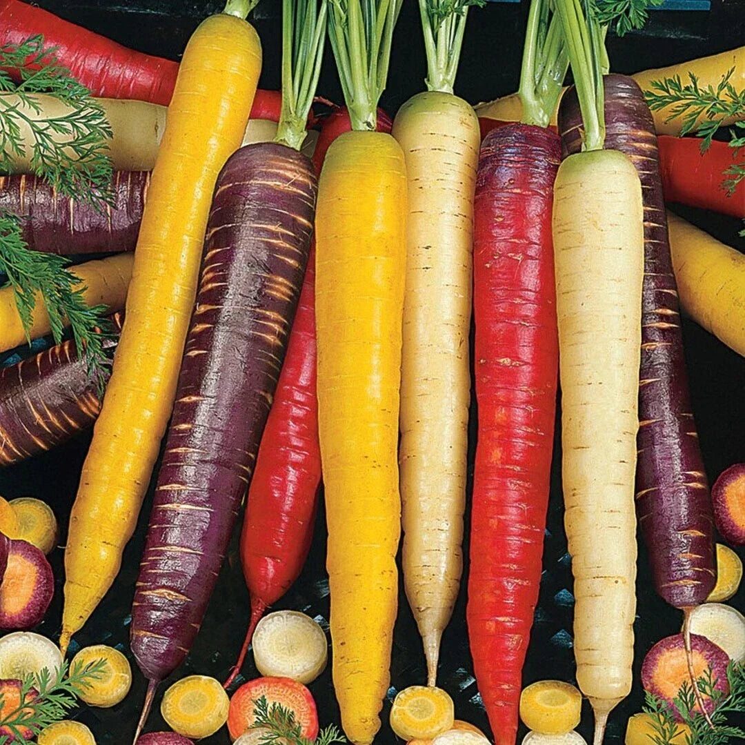 Rainbow Blend Carrot Seeds – Non-GMO Vegetable Seeds, Colorful Daucus carota, 300+ Pack for Home Gardens & Containers