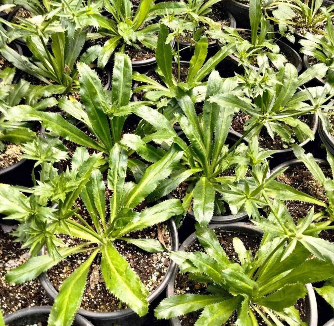 Culantro Seeds - 200+ Mexican Coriander Herb Seeds for Culinary Use, Eryngium foetidum, Non-GMO, Indoor & Outdoor Growing