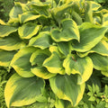 Hosta Atlantis Perennial Plant in 5.25" Pot | Shade Garden Plant with Bright Foliage