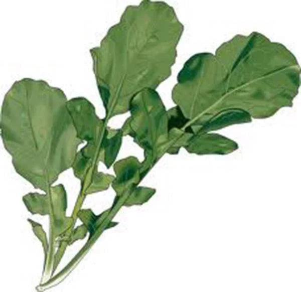 Heirloom Arugula Seeds, Non-GMO, 500+ Roquette Greens for Salad Garden, Eruca sativa