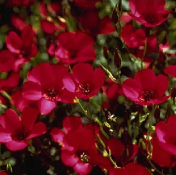 Scarlet Flax Seeds - 100 Fresh Linum grandiflorum Flower Seeds for Garden, Easy to Grow, Vibrant Red Blooms, Attracts Pollinators