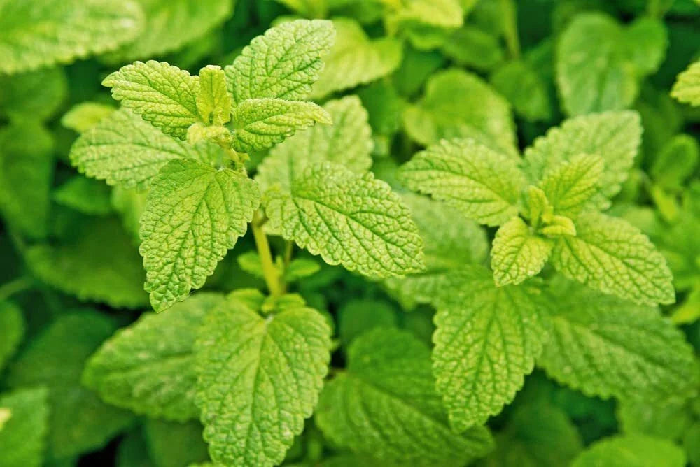 Lemon Balm Seeds - Melissa officinalis - Easy to Grow Herb for Culinary & Tea Gardens
