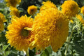 Teddy Bear Sunflower Seeds Pack of 50 – Helianthus annuus, Bright Yellow, Double Petal, Easy to Grow, Pollinator Friendly