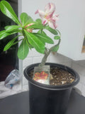 Grafted Desert Rose Plant 10in-2ft Yellow and Red Adenium Obesum in Gallon Pot, Succulent, Drought-Tolerant Indoor Outdoor