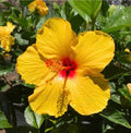 Yellow Hibiscus Cuttings Starter Pack - Hibiscus rosa-sinensis for Rooting and Grafting